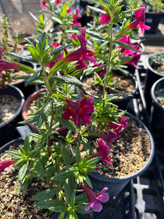 Diplacus 'Red' - Red Monkeyflower