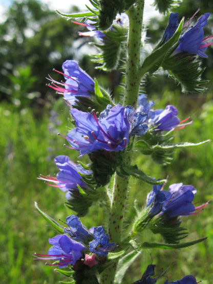 Echium vulgare- Blue Bedder