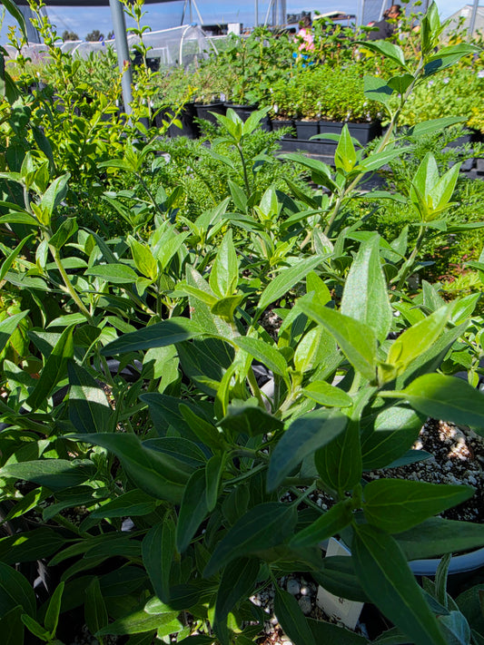 Encelia californica - California Bush Sunflower
