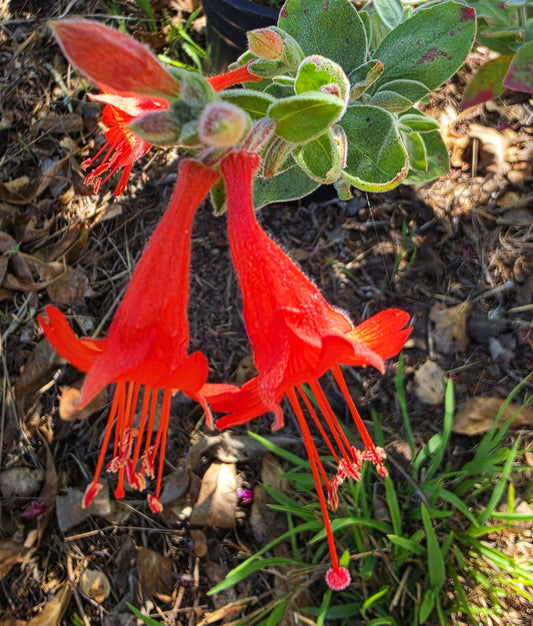 Epilobium canum - California Fuchsia