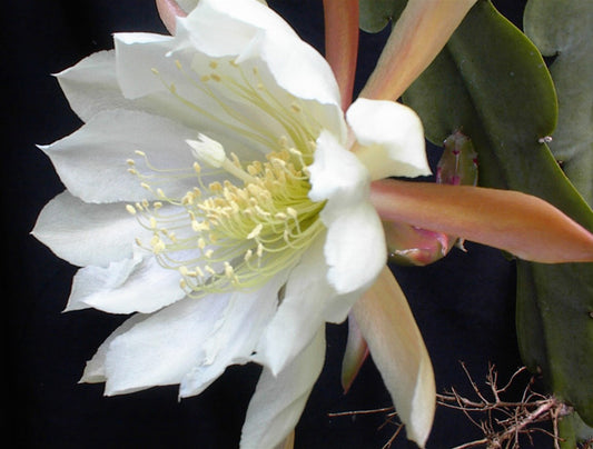 Epiphyllum crenatum - 'Crenate Orchid Cactus'