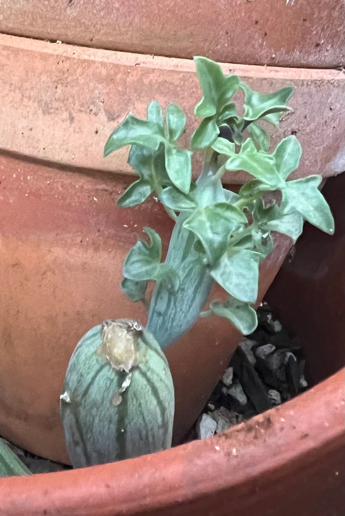 Curio articulatus 'Candle Plant'