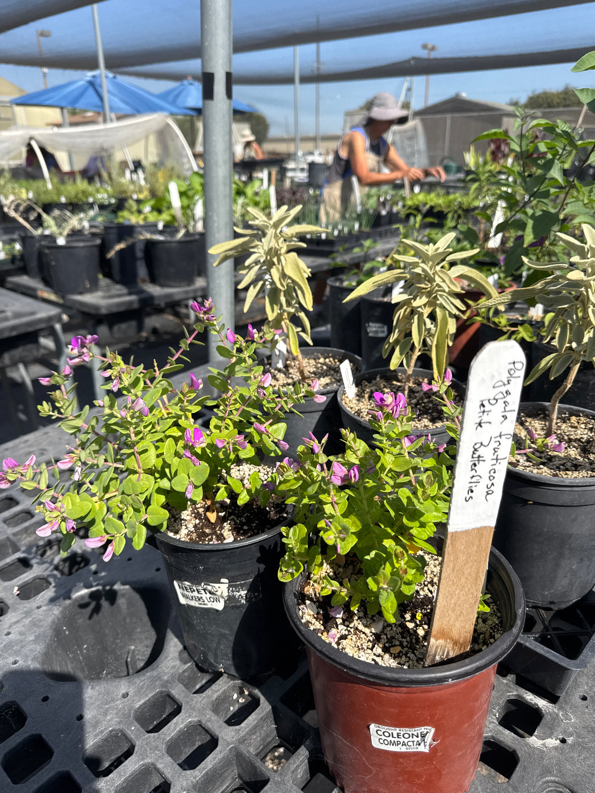 Polygala fruticosa, 'Petite Butterfly' Sweet Pea Shrub