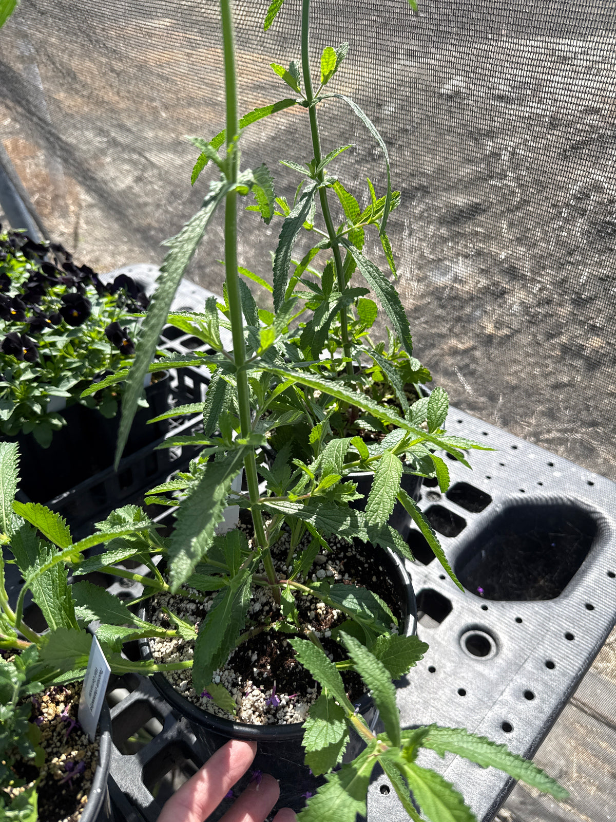 Verbena bonariensis - Brazilian Vervain