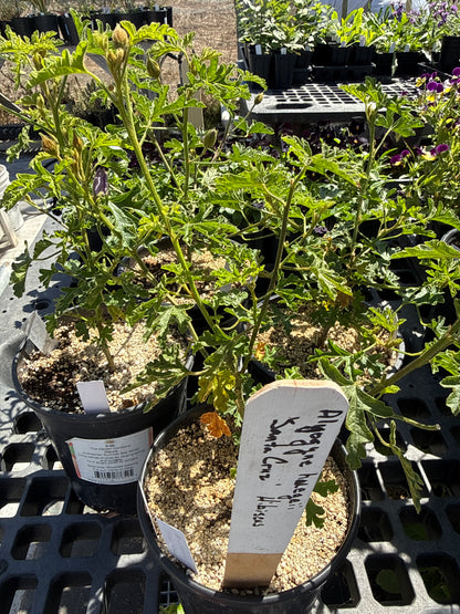Alyogyne huegelii - 'Santa Cruz' Blue Hibiscus
