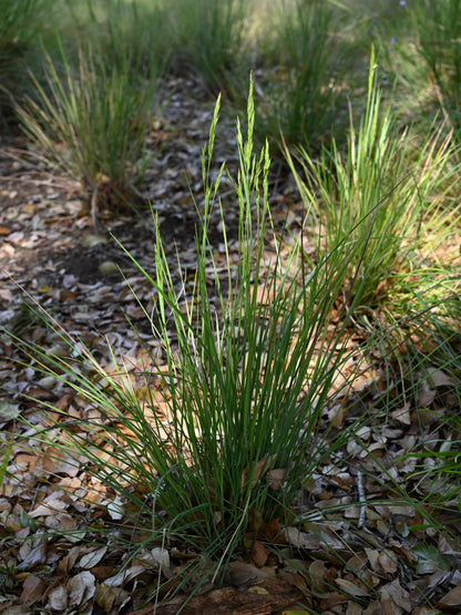Festuca californica - California Fescue