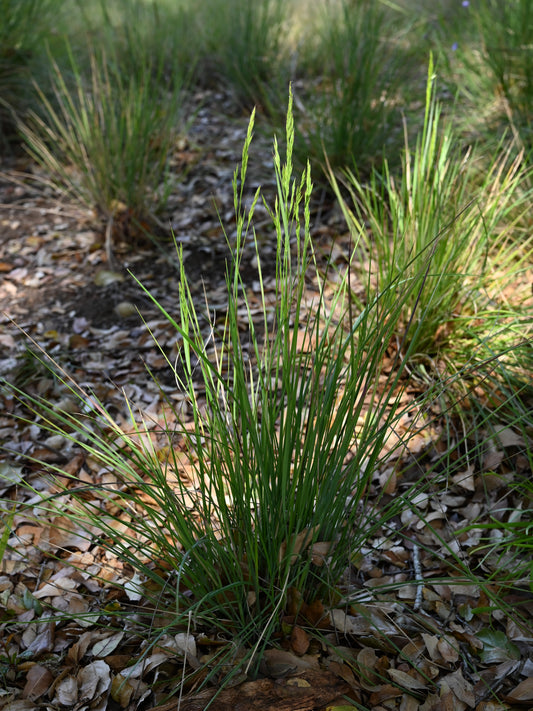 Festuca californica - California Fescue