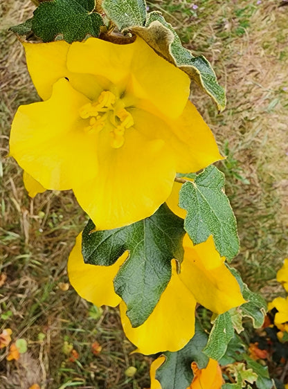 Fremontodendron 'Pacific Sunset'