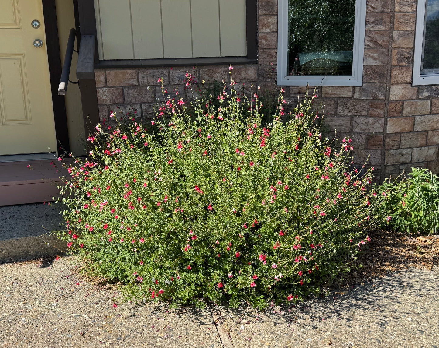 Salvia microphylla 'Hot Lips'