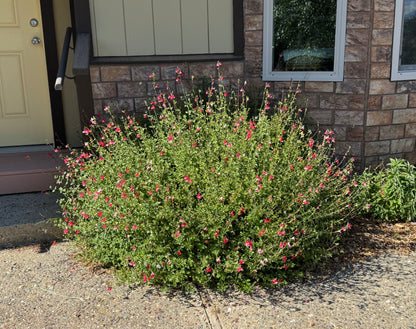 Salvia microphylla 'Hot Lips'