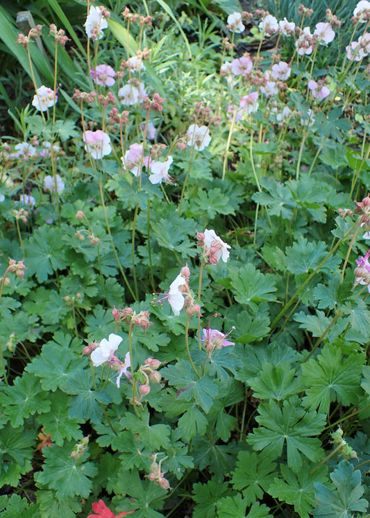 Geranium 'Biokova' (Cranesbill)