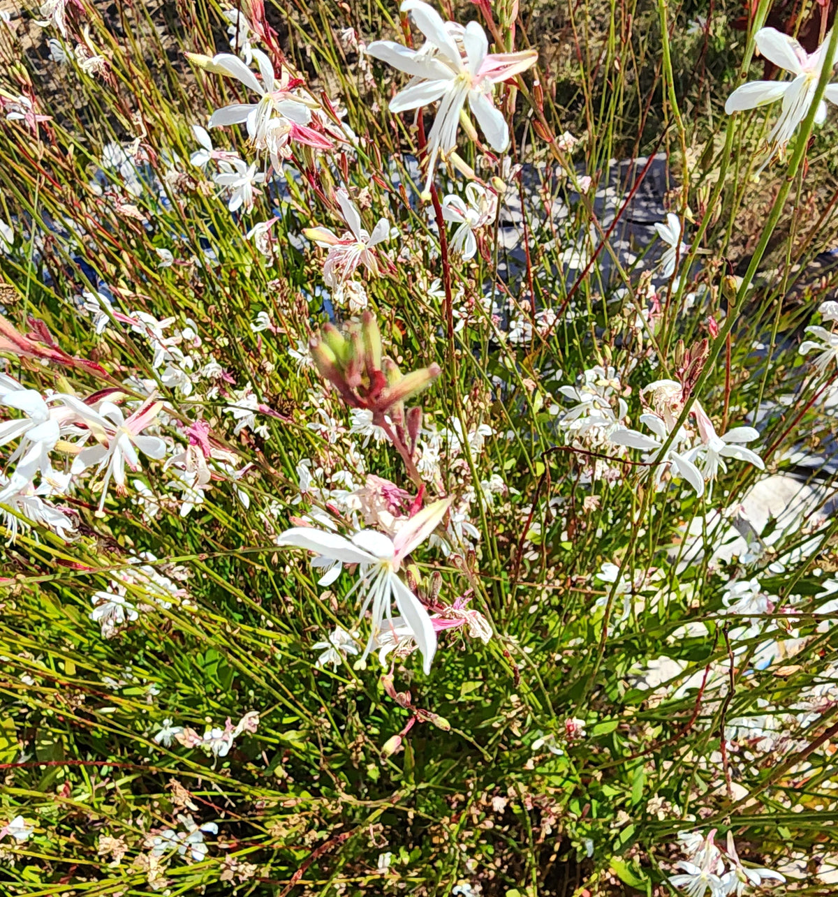 Gaura lindheimeri  - Sparkle White
