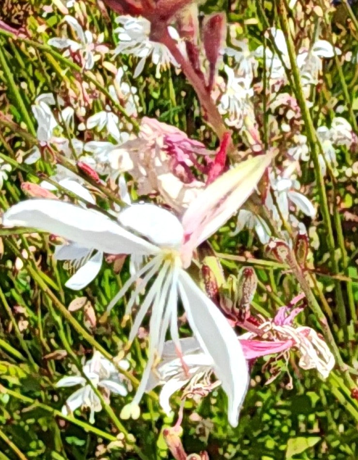 Gaura lindheimeri  - Sparkle White