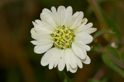 Hemizonia congesta 'Hayfield Tarweed'