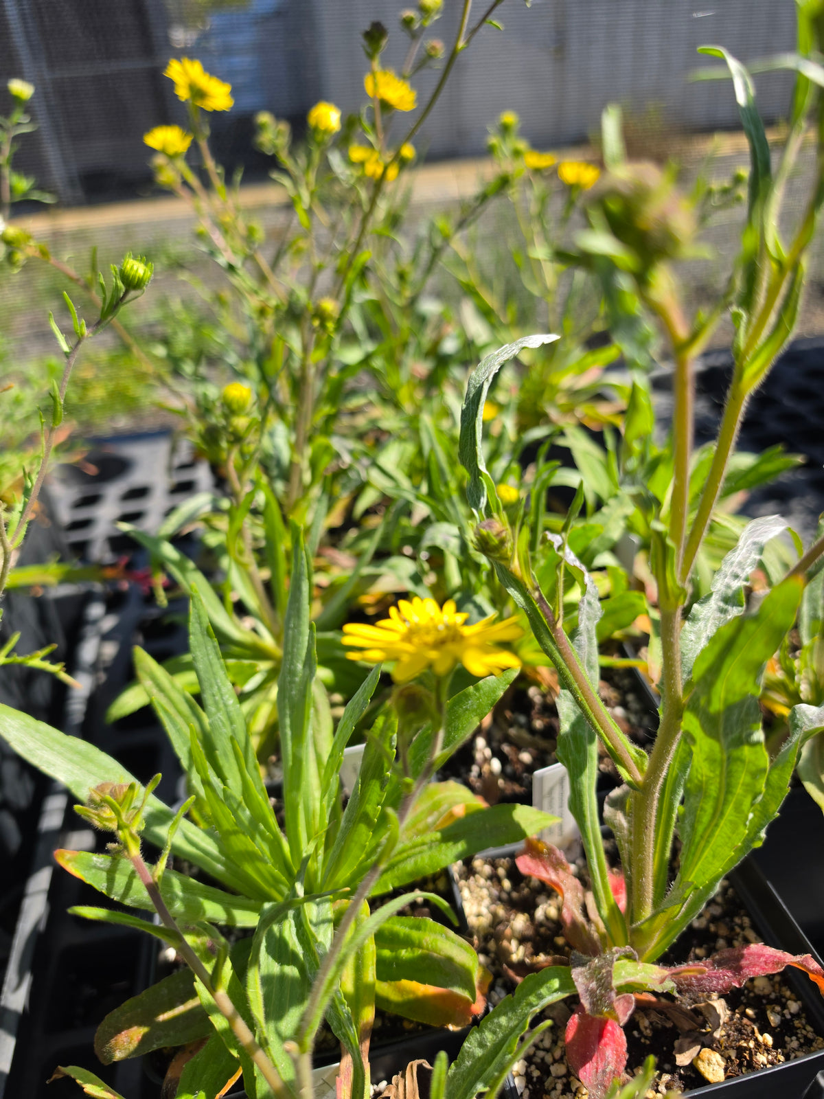 Hemizonia congesta 'Hayfield Tarweed'