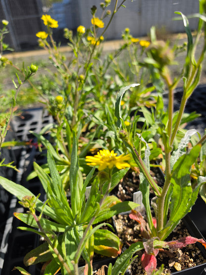Hemizonia congesta 'Hayfield Tarweed'