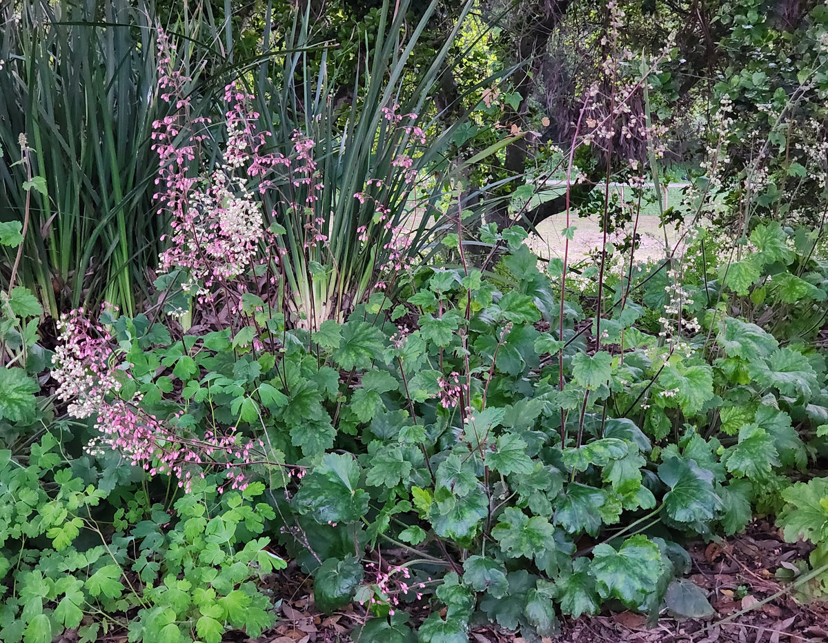 Heuchera maxima - Channel Island Coral Bells