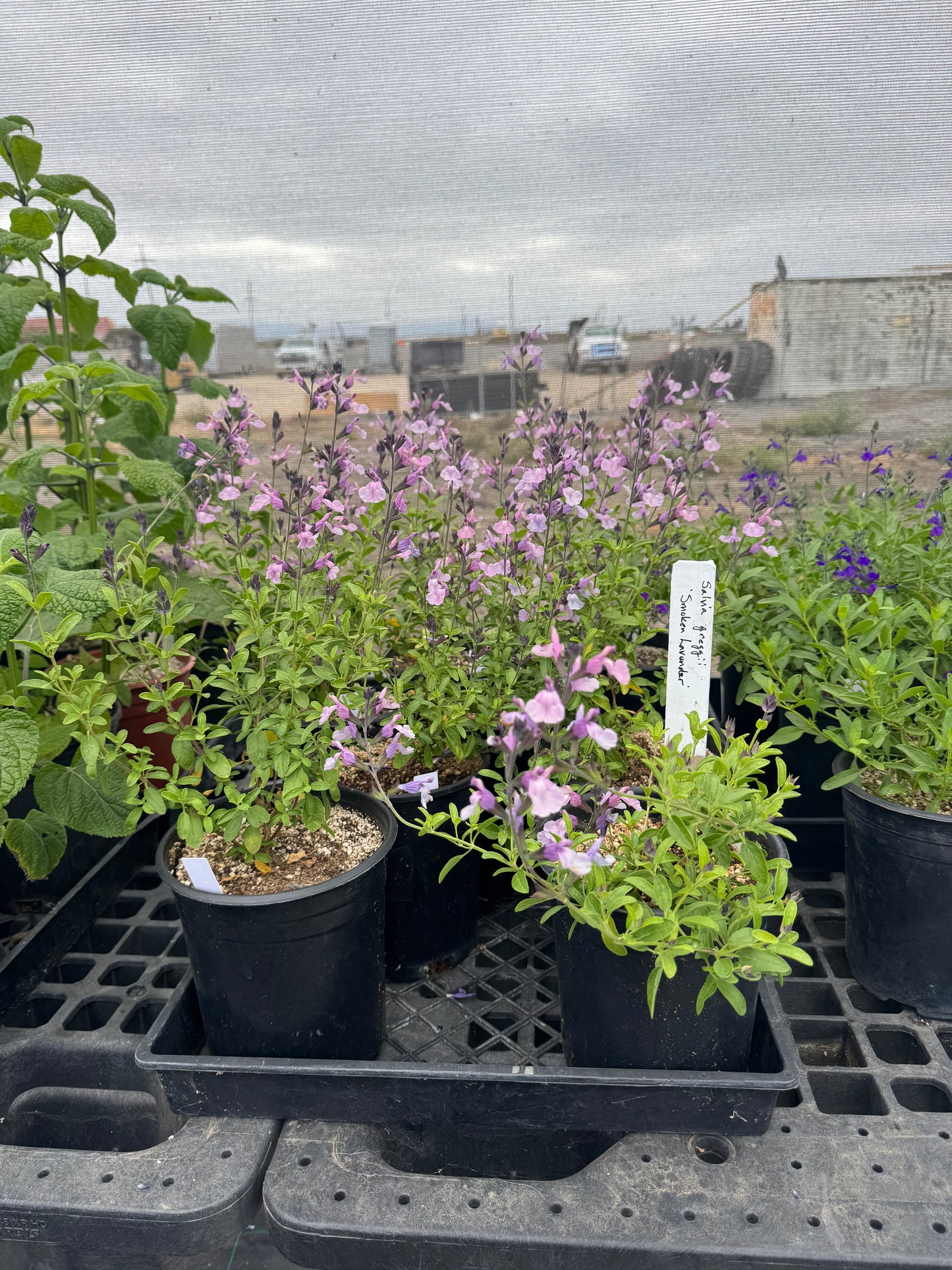 Salvia greggii 'Smokin Lavender'