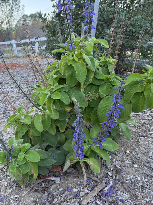 Plectranthus barbatus - Blue Spur Flower