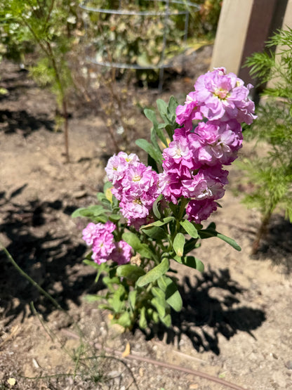 Matthiola incana - Stock (Pinks)