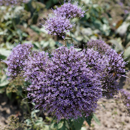 Trachelium caeruleum 'Black Night'