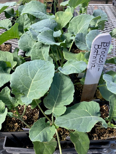 Broccoli - Batavia