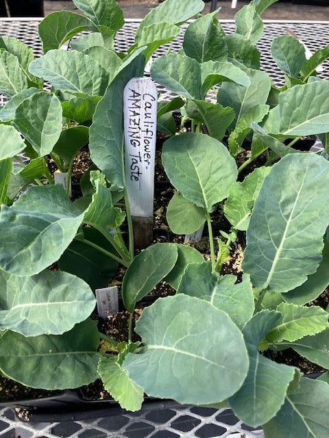 Cauliflower - Amazing Taste F1