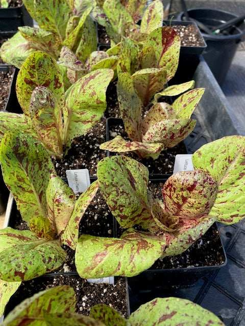 Lettuce - Flashy Trout Back Heirloom