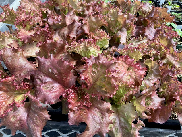 Lettuce - Lolla Rossa