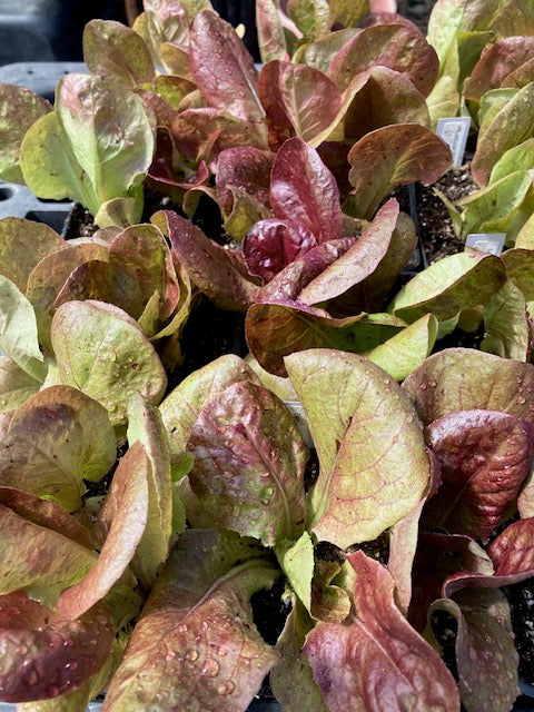 Lettuce - Patty’s Choice Bibb