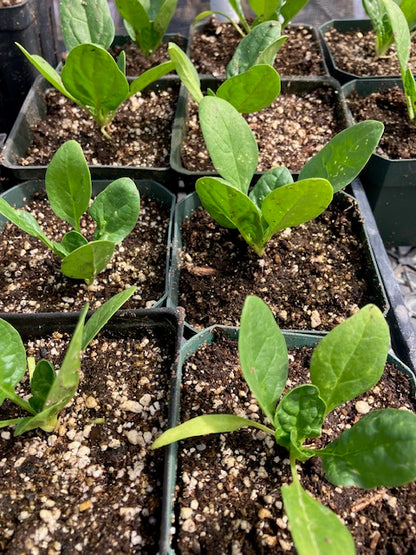 Spinach - Olympia