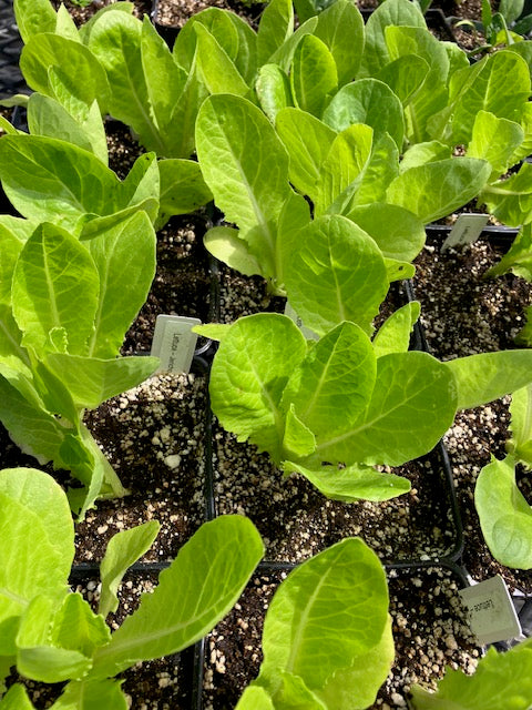 Lettuce - Heirloom Jericho Romaine