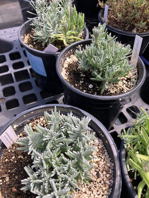 Lavendula angustifolia - Munstead English Lavender