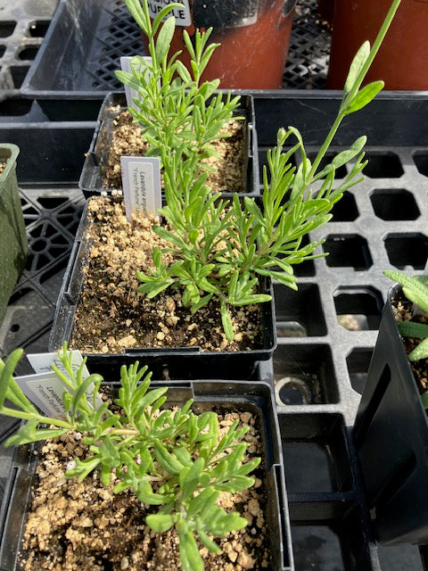 Lavandula angustifolia - "French Perfume" Lavender