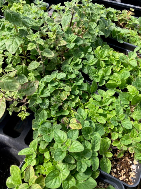 Organum vulgare hirtum - Italian Heirloom Oregano