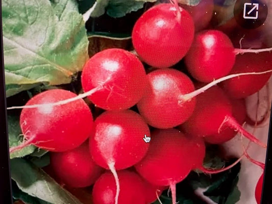 Radish - Cherry Belle
