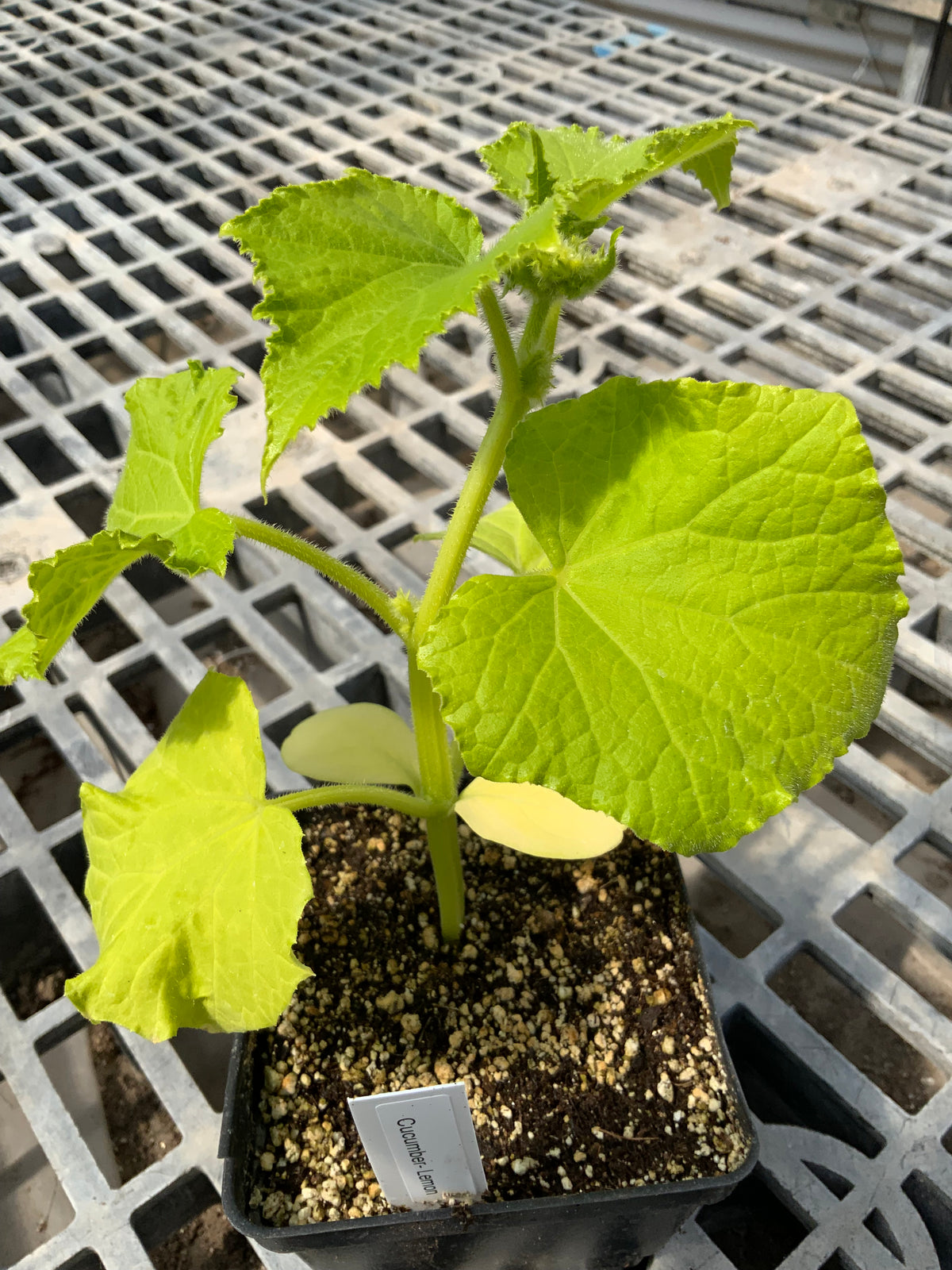 Cucumber - Lemon