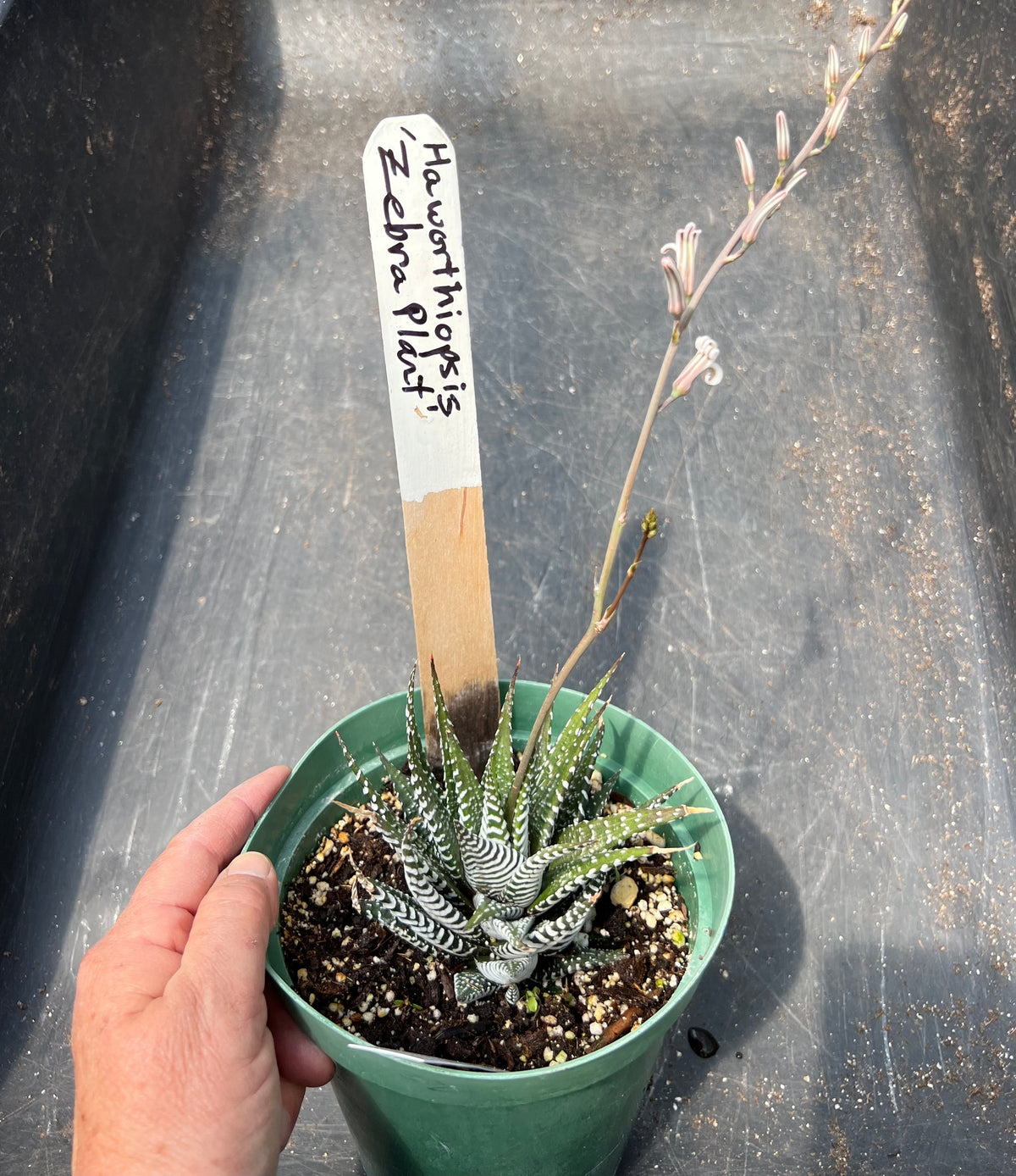 Haworthiopsis attenuata - 'Zebra Plant'