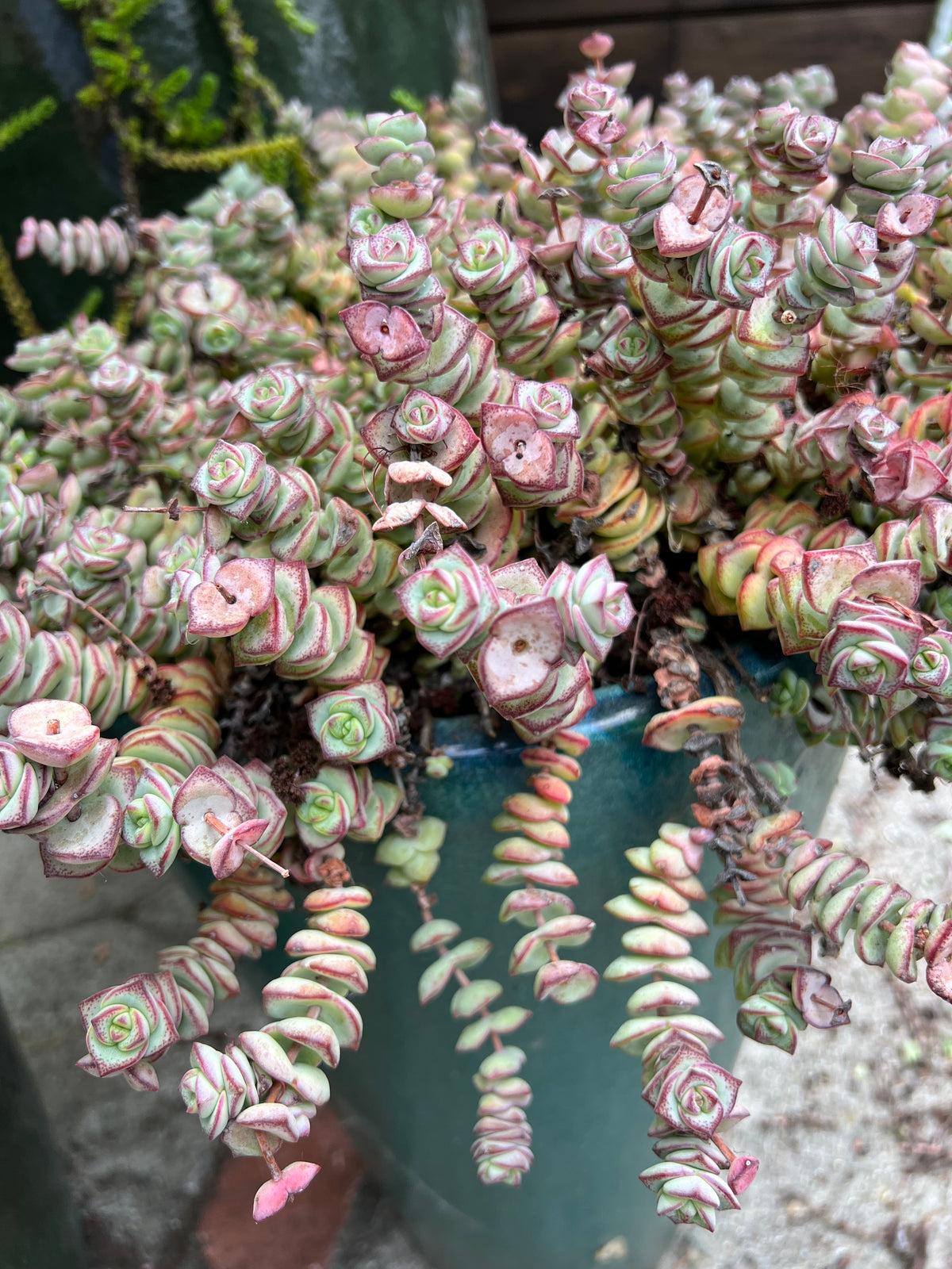 Crassula perforata - String of Buttons