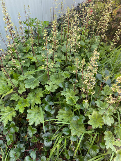 Heuchera maxima - Channel Island Coral Bells