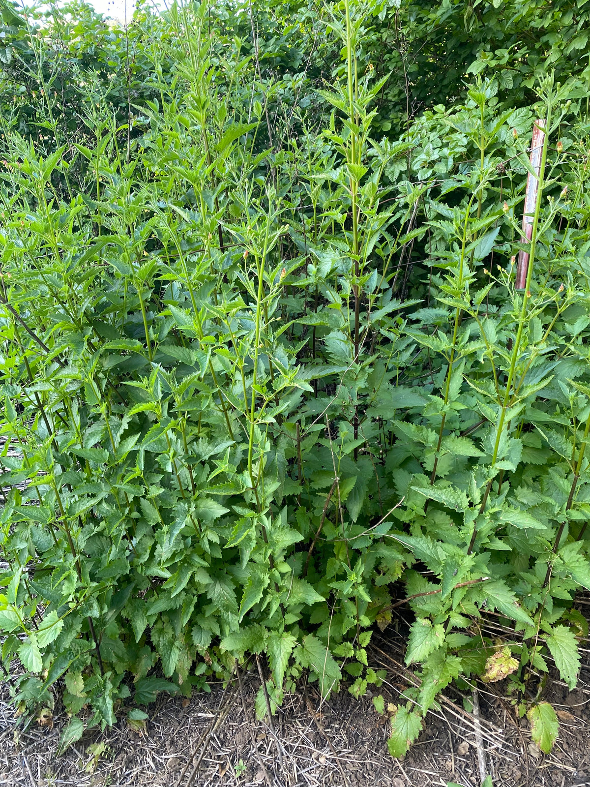 Scrophularia californica - Native Bee Plant