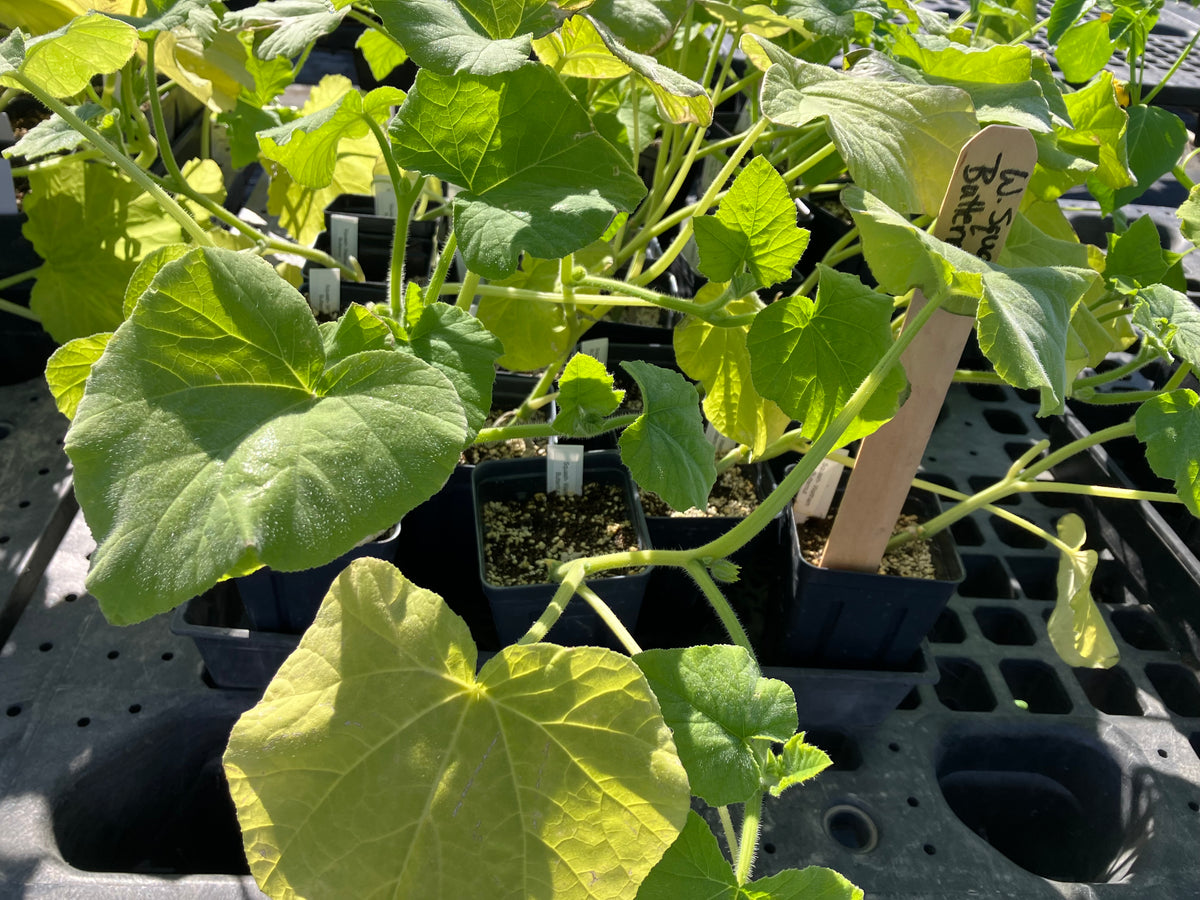 Winter Squash -  Butternut 'Waltham'
