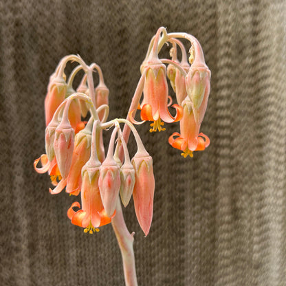 Cotyledon - 'Macrantha'