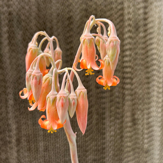 Cotyledon - 'Macrantha'
