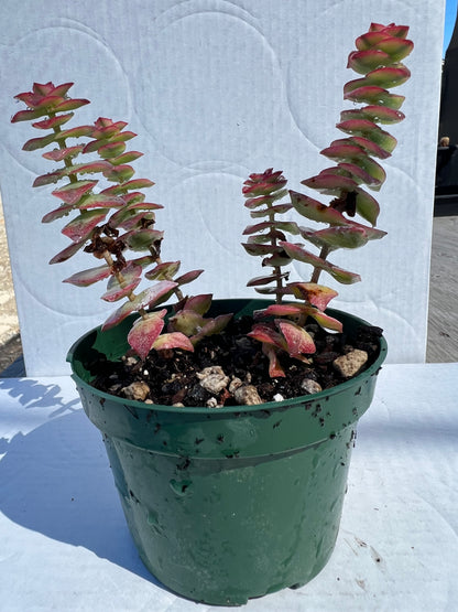 Crassula perforata variegata - Variegated String of Buttons