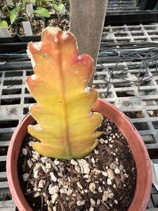 Epiphyllum hybrid- 'Natasha Flechsig' Orchid Cactus