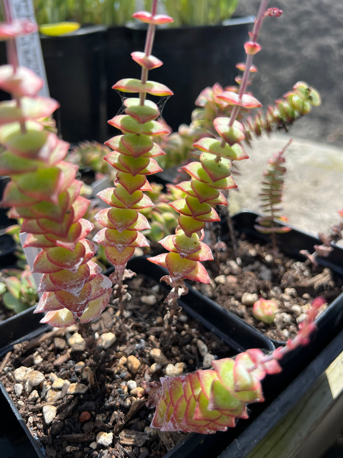 Crassula perforata variegata - Variegated String of Buttons