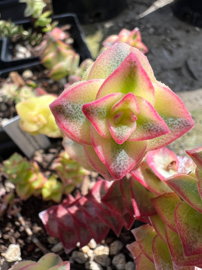 Crassula perforata variegata - Variegated String of Buttons