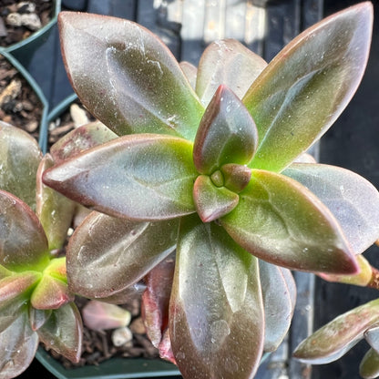 Echeveria compressicaulis