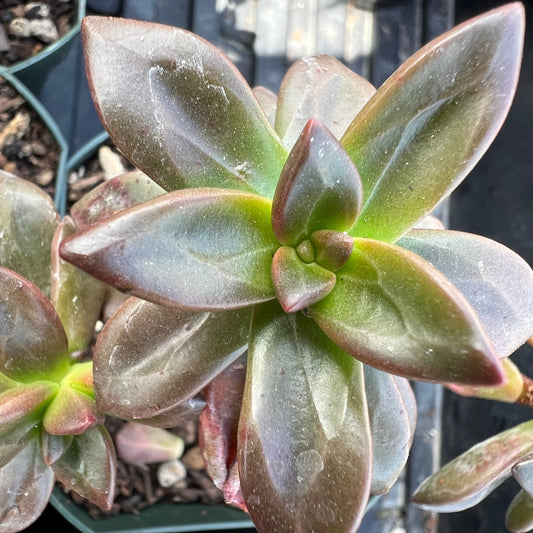 Echeveria compressicaulis